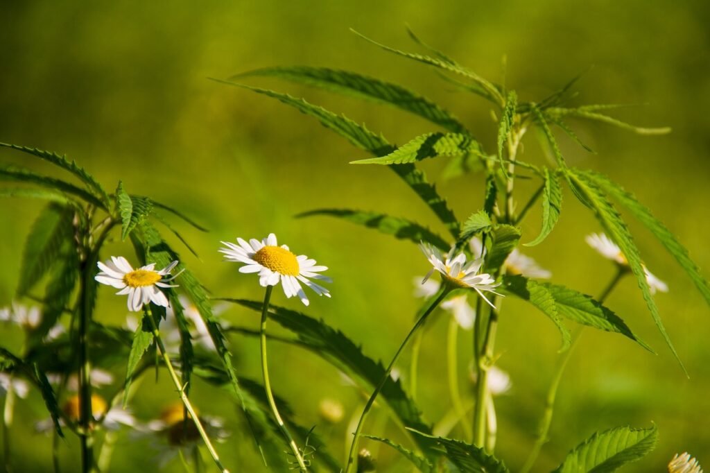 flower, marguerite, hemp-6527873.jpg